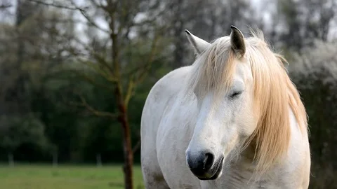 One white horse In the wind. 스톡 동영상 74830813