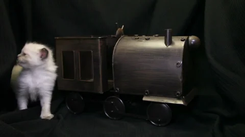One white kitten by a toy train 01 Stock Footage 33890683