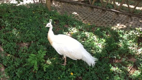 One white peacock on the grass Stock Footage 82118665