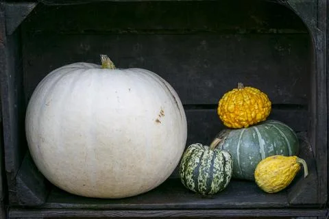 One White Pumpkin and a selection of other Gourds Stock-Fotos