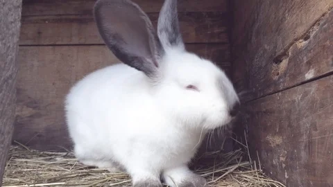 One white rabbit sitting in a hay in a paddock of iron mesh Stock Footage 105566336