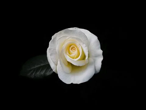One white rose on a black background Stock Photos