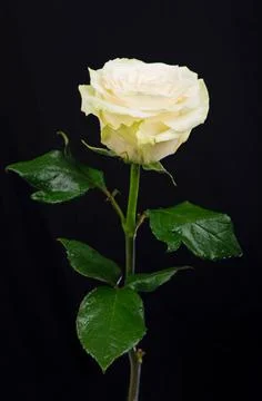 One white rose on a black background Stock Photos