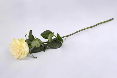 One white rose Foto stock