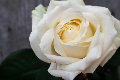 One white rose in a rustic background. Rose on a gray wooden background Stock Photos