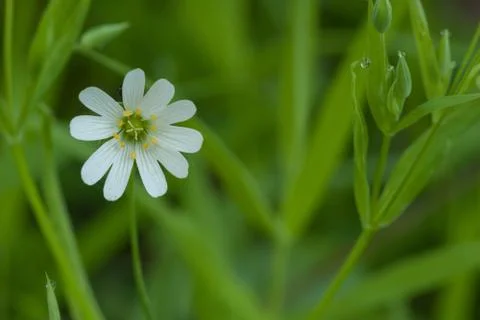 One white small flower surrounded by greenery Stock Photos