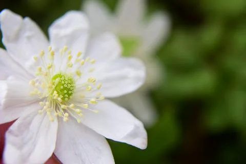 One white snowdrop on a dark defocused background. the first spring flower. Stock Photos