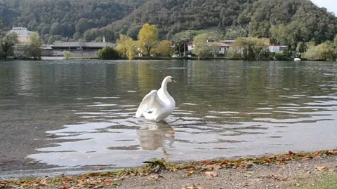 One white swan flaps its wings while standing at the river and then swims Stock Footage 141719919