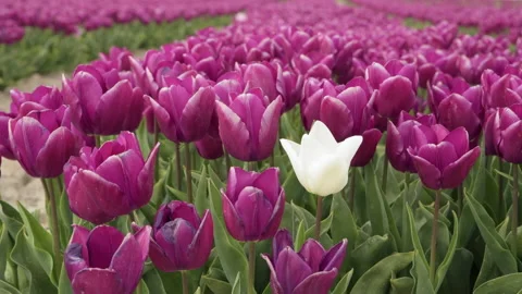 One white tulip grows in a field of purple flowering tulips Stock Footage 170323833