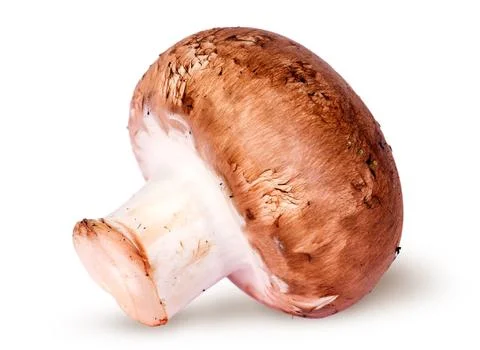 One whole brown champignon Stock Photos