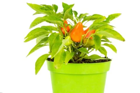 One whole hot red orange chili pepper growing in a green pot isolated on whit Stock Photos