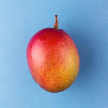 One whole mango fruit. Stock Photos