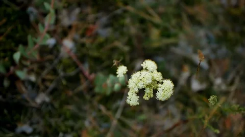 One wild bee flying around yarrow flowers and collecting pollen nectar Stock Footage 128075308