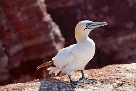 One wild bird head in the wild, Morus bassanus, Northern Gannet on the island Stock Photos