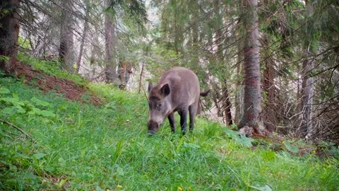 One wild boar sniffing the ground and grazing on a green grass in summer forest Stock Footage 167996628