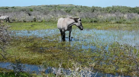One wild horse standing in from of the camera and feeding, the Netherlands Stock Footage 38870050