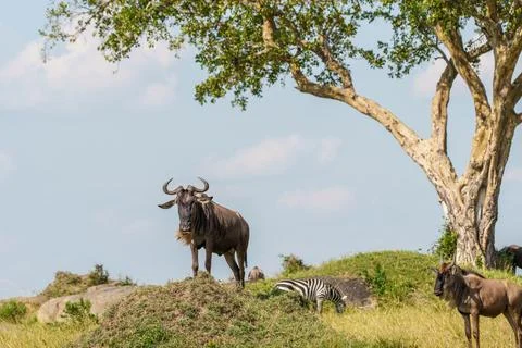 One wildebeest with head turned looking this way standing statue-like on a .. Foto stock