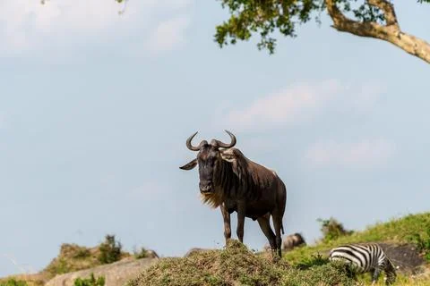 One wildebeest with head turned looking this way standing statue-like on a .. Foto stock