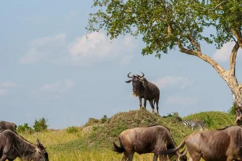 One wildebeest with head turned looking this way standing statue-like on a .. Foto stock