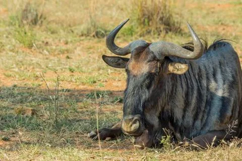 One wildebeest lying on the ground Stock Photos