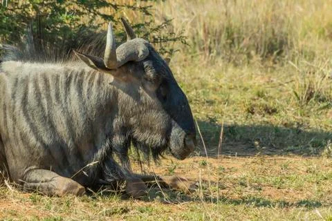 One wildebeest lying on the ground Stock Photos