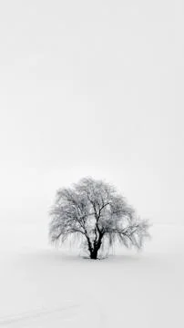 One Willow isolated tree surrounded with agricultural fields covered with sno Stock Photos