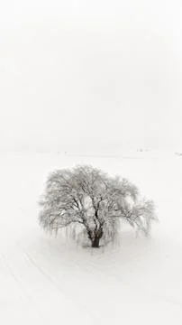 One Willow isolated tree surrounded with agricultural fields covered with sno Stock Photos