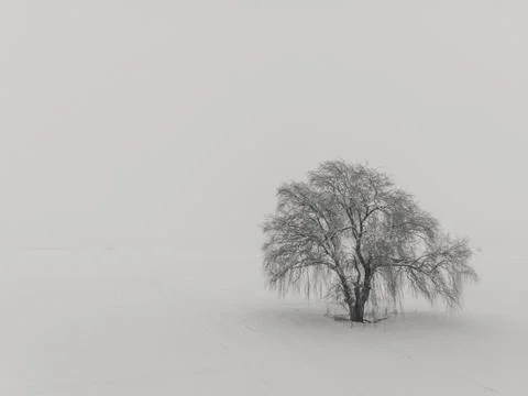 One Willow isolated tree surrounded with agricultural fields covered with sno Foto stock