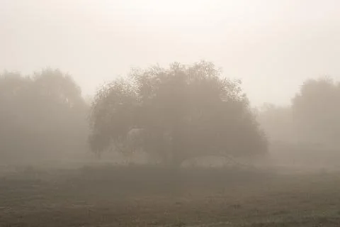 One willow tree with a large canopy in a thick fog against the forest Stock Photos