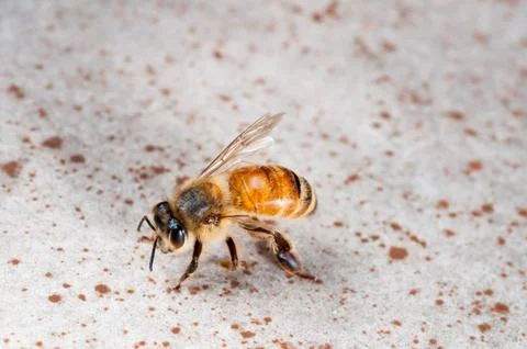 One Winged Bee Stock Photos