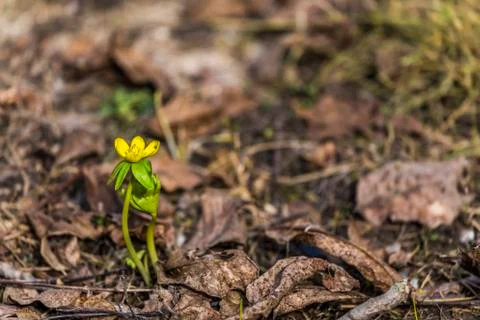 One Winter Aconites in meadow Stock Photos
