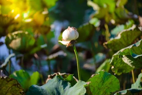 One Withered lotus Stock Photos
