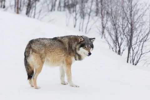 One wolf alone in the snow Stock Photos