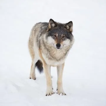 One wolf alone in the snow Stock Photos