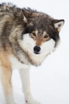 One wolf alone in the snow Stock Photos