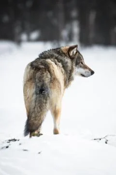 One wolf in the forest Stock Photos
