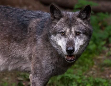 One wolf looks to the camera Stock Photos