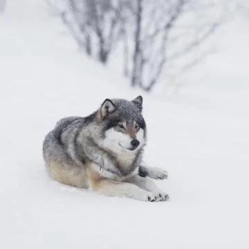 One wolf resting in the snow Stock Photos