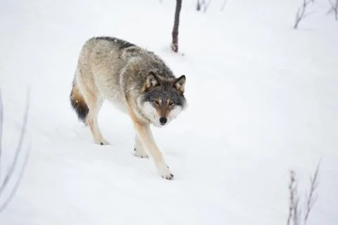One wolf in walking alone Stock Photos