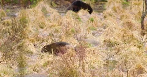 One wolverine running over frozen water in the forest Stock Footage 71372882