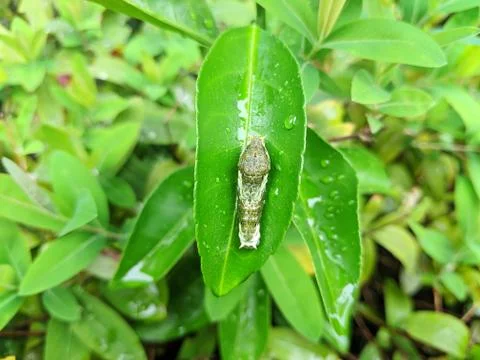 One worm on the leaf Stock Photos