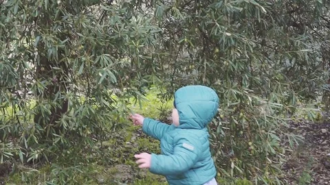 One year old boy rips olives from a tree and eats them. slow motion Video stock 84965151