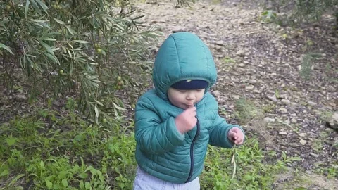 One year old boy rips olives from a tree and eats them. slow motion Видео 84965660
