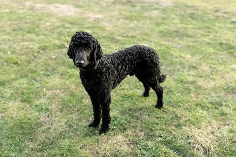 A one year old solid black standard poodle standing on grass Stock Photos