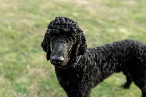 A one year old solid black standard poodle standing on grass Stock Photos