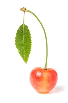 One yellow cherry with leaf closeup isolated on white background 写真素材