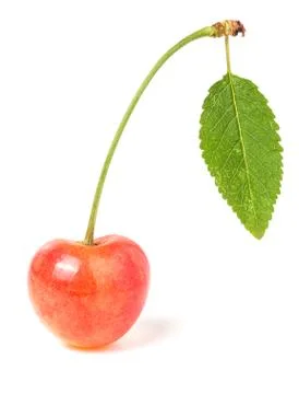 One yellow cherry with leaf closeup isolated on white background Foto stock