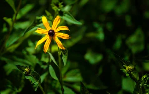 One yellow daisy Stock Photos