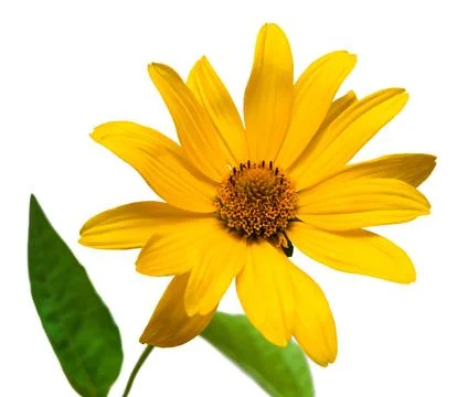 One yellow daisy Stock Photos