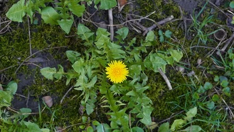One yellow dandelion in grass Stock Footage 88828407